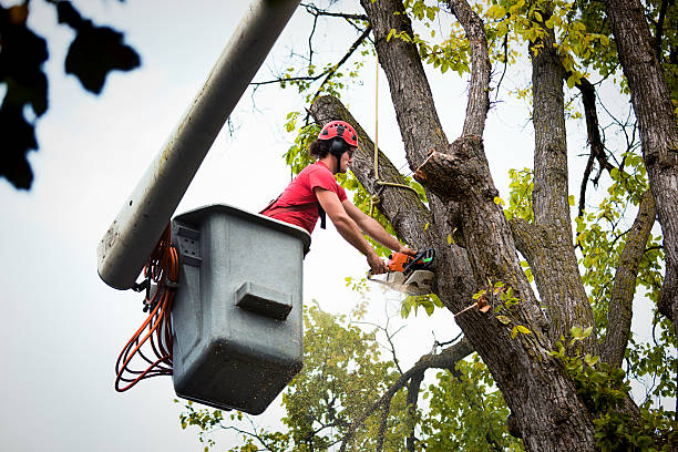 Tree and Shrub Care in Collinsville, CT